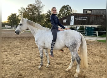 Connemara, Gelding, 14 years, 14 hh, Grey-Dapple