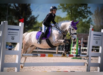 Connemara, Gelding, 14 years, 14 hh, Grey-Dapple