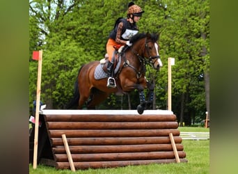 Connemara, Gelding, 15 years, 14.1 hh, Bay