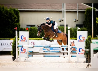 Connemara, Gelding, 15 years, 14.1 hh, Bay