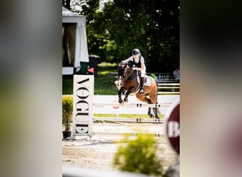 Connemara, Gelding, 15 years, 14,1 hh, Bay