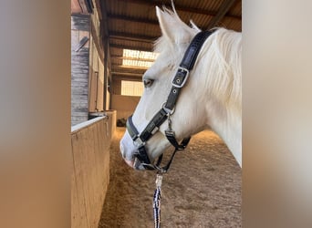 Connemara, Gelding, 15 years, 14,2 hh, Grey