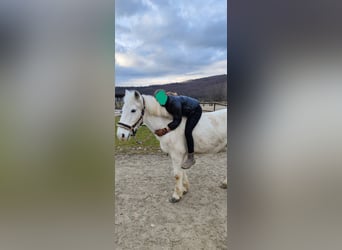Connemara, Gelding, 15 years, 14,2 hh, Grey
