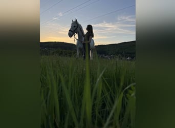 Connemara, Gelding, 15 years, 14,2 hh, Grey