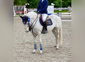 Connemara, Gelding, 15 years, White