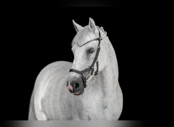 Connemara, Wallach, 16 Jahre, 14,1 hh, Schimmel