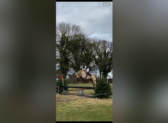 Connemara, Gelding, 16 years, 14,2 hh, Dun