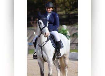 Connemara, Gelding, 16 years, 14,2 hh