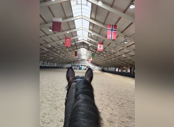 Connemara, Gelding, 16 years, 14,2 hh, Smoky-Black