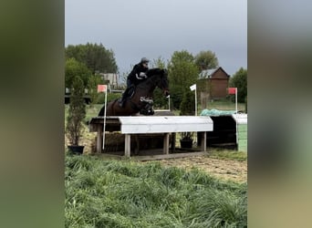 Connemara, Gelding, 16 years, 14,2 hh, Smoky-Black