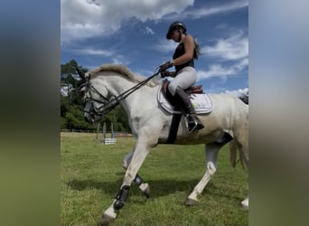 Connemara, Gelding, 16 years, 15.2 hh, Grey