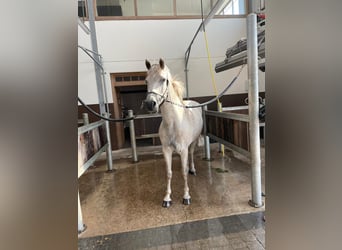 Connemara, Gelding, 17 years, 14,1 hh, White