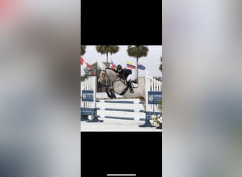 Connemara, Gelding, 17 years, 14,1 hh, Buckskin