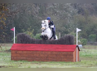 Connemara, Gelding, 18 years, 14.2 hh, Grey