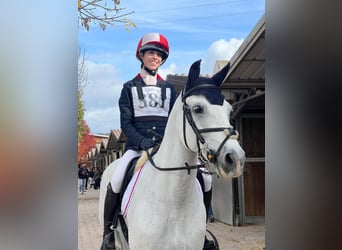 Connemara, Gelding, 18 years, 14.2 hh, Grey