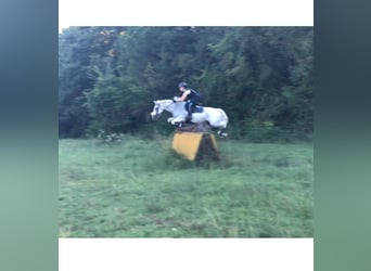 Connemara, Gelding, 18 years, 14.2 hh, Grey