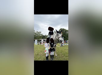 Connemara, Gelding, 19 years, 14,1 hh, Grey-Dapple