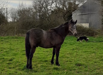 Connemara, Gelding, 1 year, 10,2 hh, Brown Falb mold