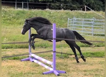 Connemara, Gelding, 1 year, 14.1 hh, Grey-Dark-Tan Connemara, Gelding, 1 year, 14.1 hh, Grey-Dark-Tan