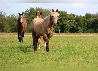 Connemara Mix, Gelding, 1 year, 14.2 hh, Palomino