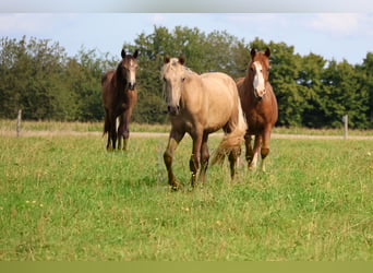 Connemara Mix, Gelding, 1 year, 14.2 hh, Palomino