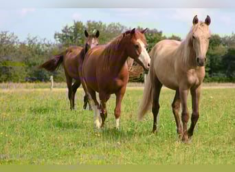 Connemara Mix, Gelding, 1 year, 14.2 hh, Palomino