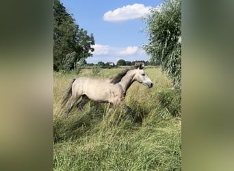 Connemara, Gelding, 1 year, 14 hh, Grey