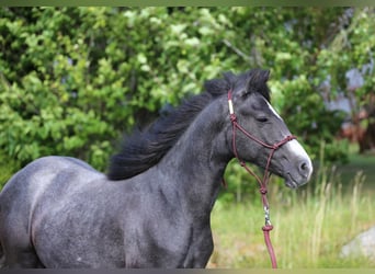 Connemara, Gelding, 1 year, 14,1 hh, Gray-Dark-Tan