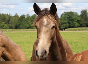 Connemara Mix, Gelding, 1 year, 15,2 hh, Dun