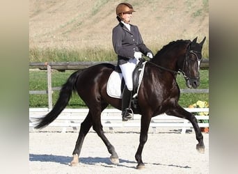 Connemara, Gelding, 1 year, Grey