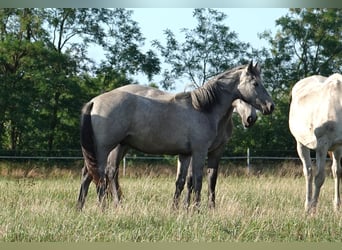 Connemara, Gelding, 1 year, Grey