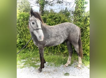 Connemara, Gelding, 2 years, 13.3 hh, Gray