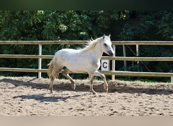 Connemara, Wallach, 2 Jahre, 14,1 hh, Schimmel