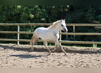 Connemara, Wallach, 2 Jahre, 14,1 hh, Schimmel