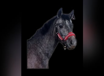 Connemara, Gelding, 2 years, 14,1 hh, Gray