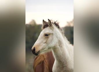 Connemara Mix, Gelding, 2 years, 14.2 hh, Dun