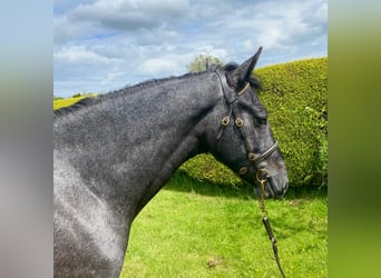 Connemara Mix, Gelding, 2 years, 14.2 hh, Gray