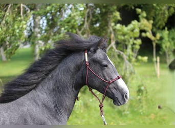 Connemara, Gelding, 2 years, 14,1 hh, Grey-Dark-Tan