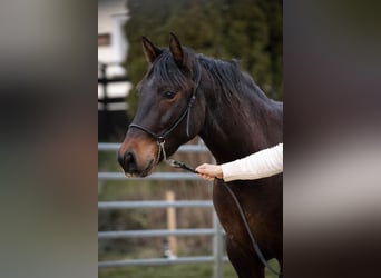 Connemara Mix, Gelding, 3 years, 14.1 hh, Brown