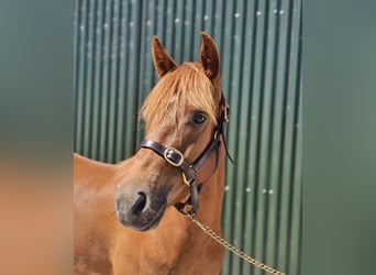 Connemara, Gelding, 3 years, 14.1 hh, Chestnut