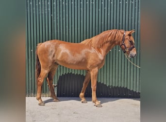 Connemara, Gelding, 3 years, 14.1 hh, Chestnut