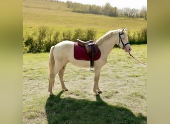 Connemara, Gelding, 3 years, 14,1 hh, Cremello