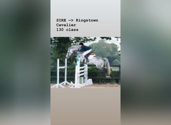 Connemara, Gelding, 3 years, 14,1 hh, Cremello