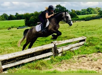 Connemara, Wallach, 3 Jahre, 14,1 hh, Schimmel