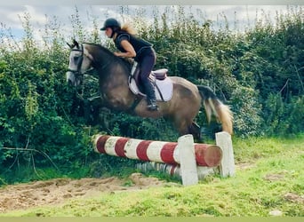 Connemara, Gelding, 3 years, 14,1 hh, Gray