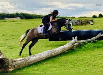 Connemara, Wallach, 3 Jahre, 14,1 hh, Schimmel