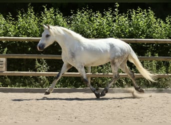 Connemara, Gelding, 3 years, 14.1 hh, Grey Connemara, Gelding, 3 years, 14.1 hh, Grey