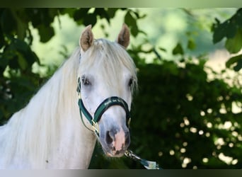 Connemara, Gelding, 3 years, 14.1 hh, Grey Connemara, Gelding, 3 years, 14.1 hh, Grey