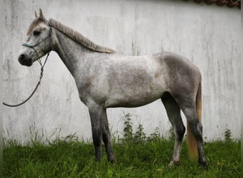 Connemara, Gelding, 3 years, 14.1 hh, Grey