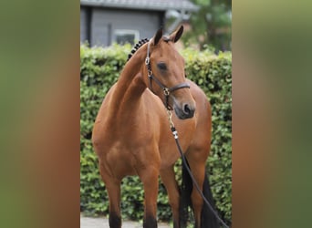 Connemara, Gelding, 3 years, 14.2 hh, Brown